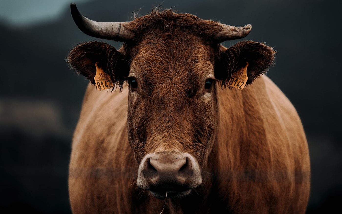 Vache — spécialisation Animaux de rente