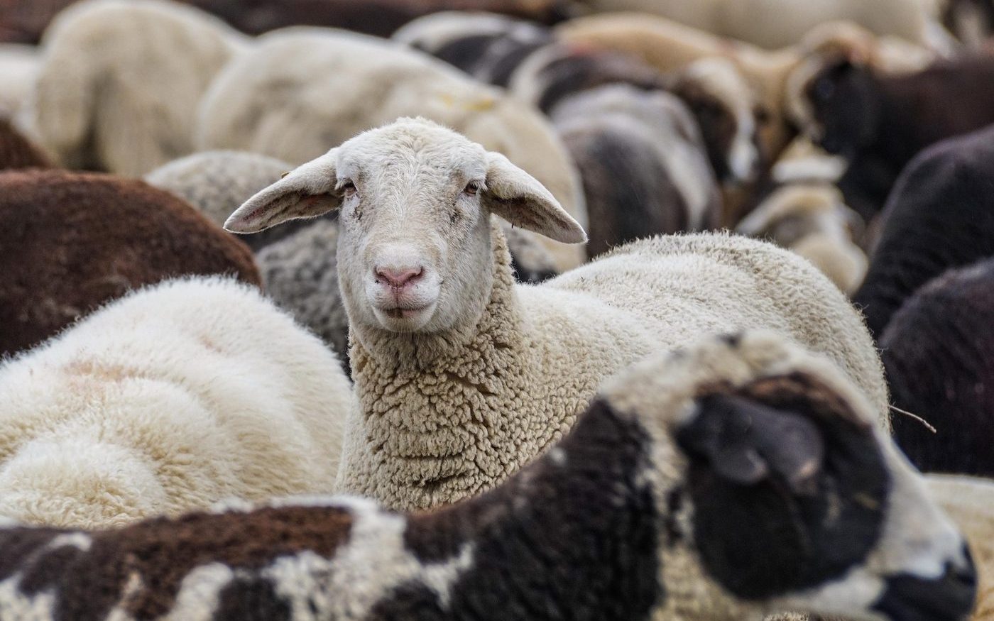 Troupeau de moutons — spécialisation Bovins, Ovins, Caprins