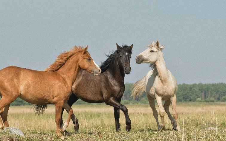 Cheval — spécialisation Équin