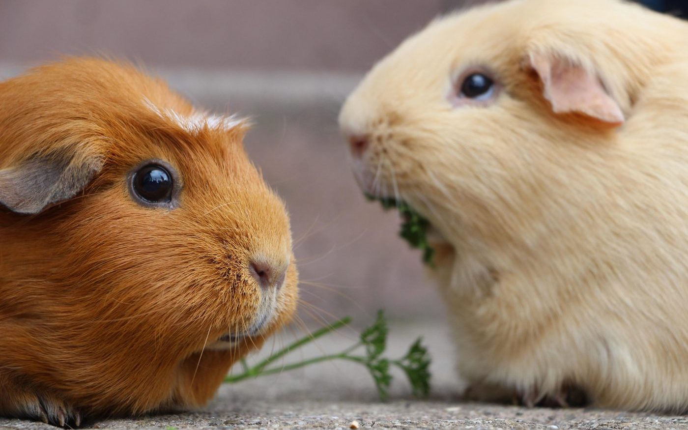 Cochons d’Inde — spécialisation NAC